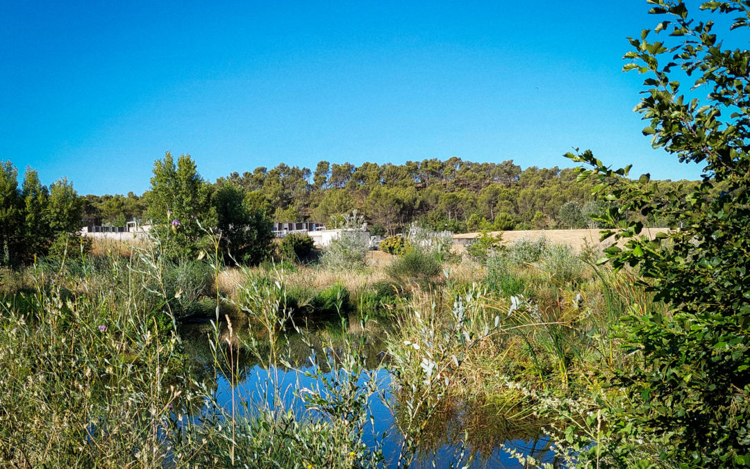 Zone de rejet végétalisée d’Aix Ouest : un an après, une dynamique écologique bien engagée